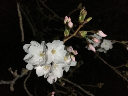 夜桜2019 (4)