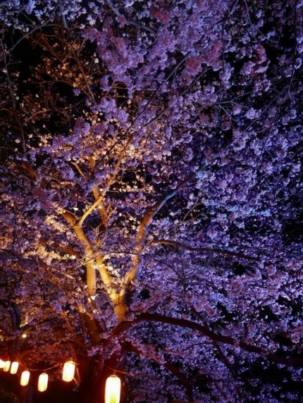 夜桜2 (1)
