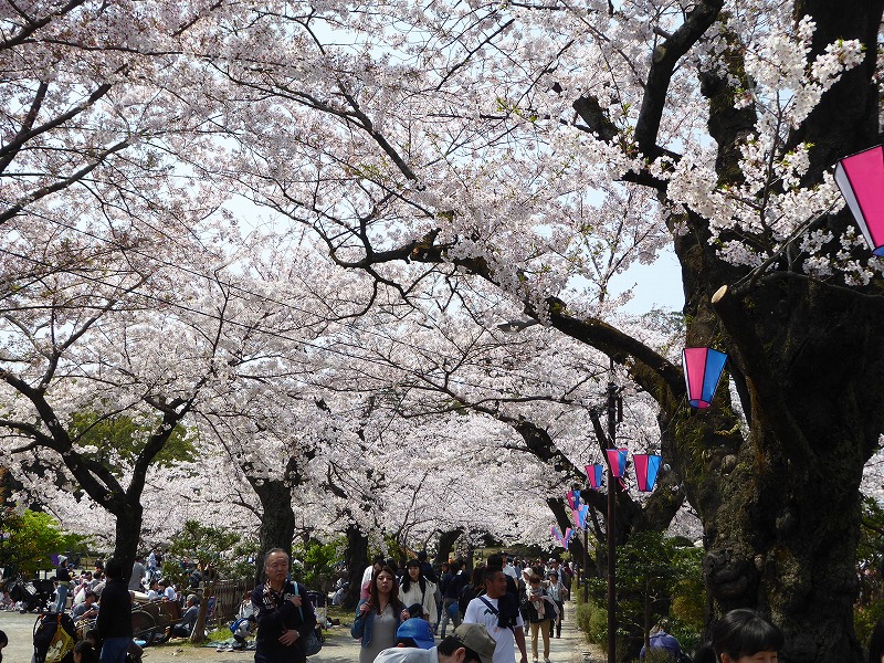今年の小田原城の桜