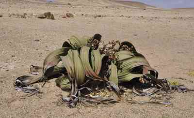 ウェルウィッチ は砂漠で千年以上も生きる奇想天外な植物だ