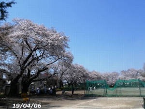 一中の桜・校庭の東側