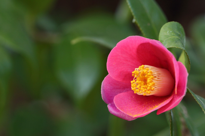 190220_Camellia-japonica.jpg