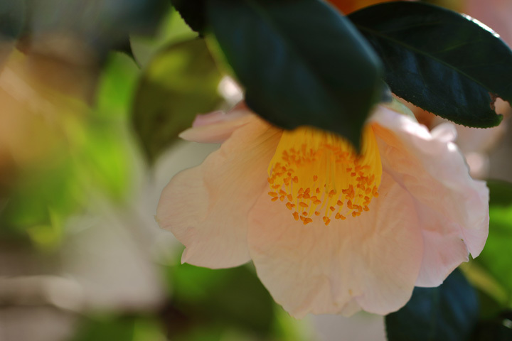 190308_Camellia-japonica.jpg