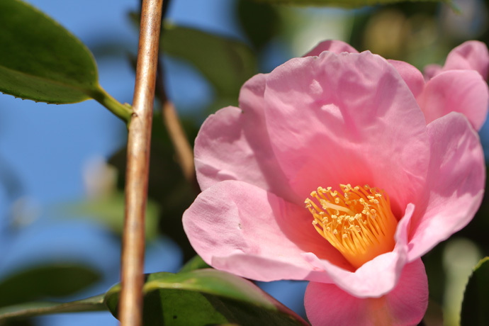190317_Camellia_Pink.jpg