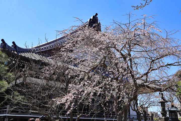 190324_Hongakuji-Temple.jpg