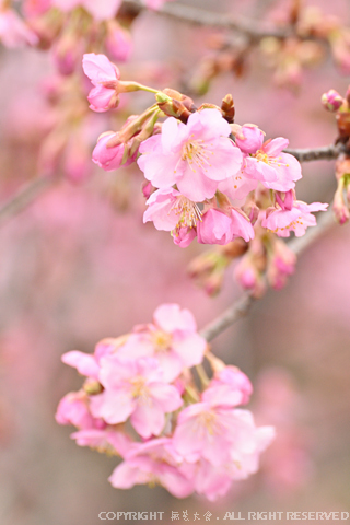 21世紀の森公園の河津桜 #1