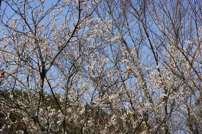 桜桃の花192