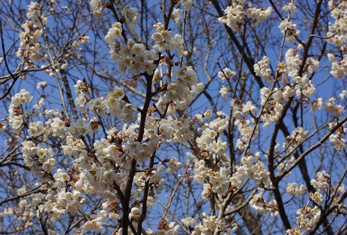 桜桃の花193