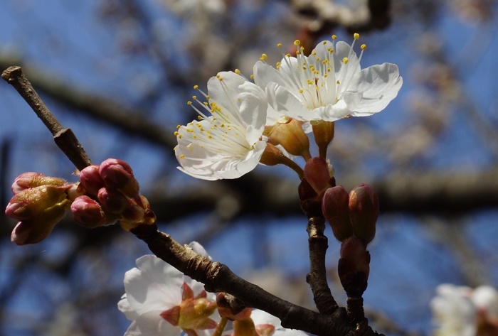 桜桃の花195