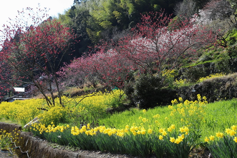 19-03-17上八川丙の桜と菜の花と黄色いスイセン