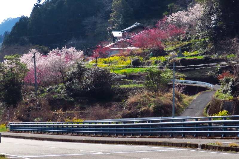 19-03-17上八川丙の桜と菜の花と黄色いスイセン2
