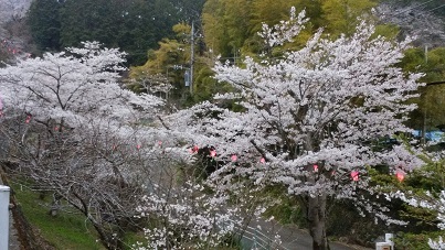 2019桜花
