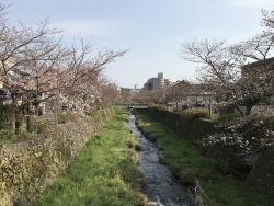 一の坂川桜2019-2