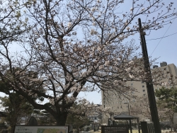 井上公園桜2019-1
