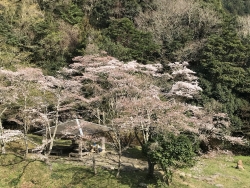 木戸公園桜2019-2