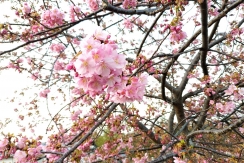 だいぶ開花した河津桜