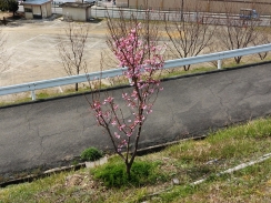 桜開花！
