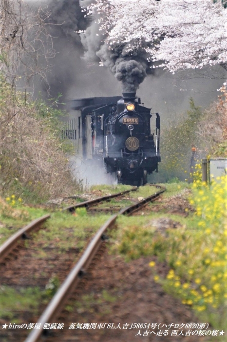 hiroの部屋　肥薩線　蒸気機関車「SL人吉」58654号（ハチロク8620形）人吉へ走る 西人吉の桜