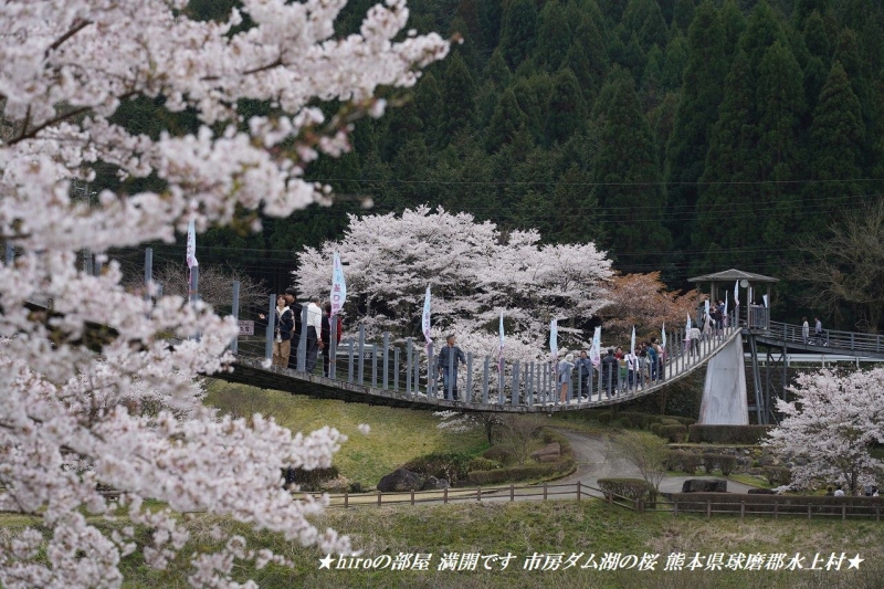 hiroの部屋　桜満開です 市房ダム湖の桜 熊本県球磨郡水上村