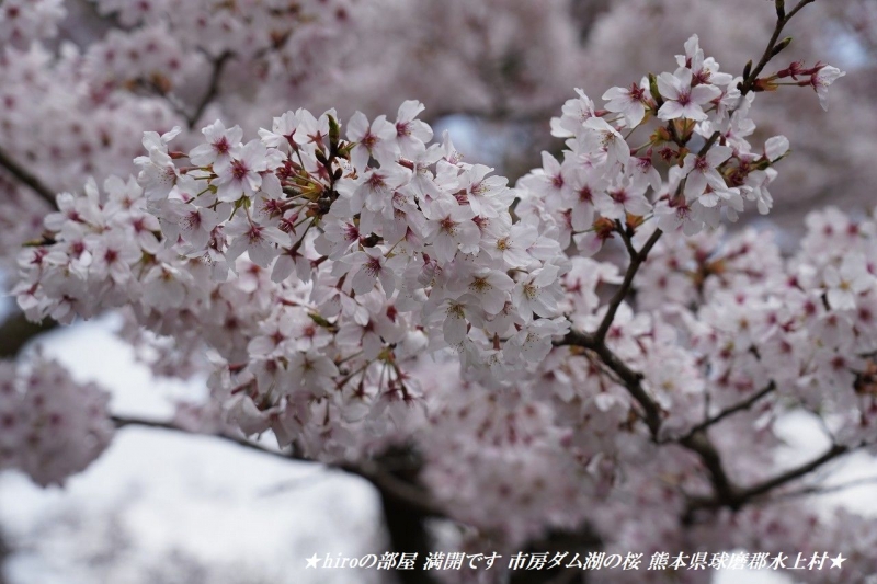 hiroの部屋　桜満開です 市房ダム湖の桜 熊本県球磨郡水上村