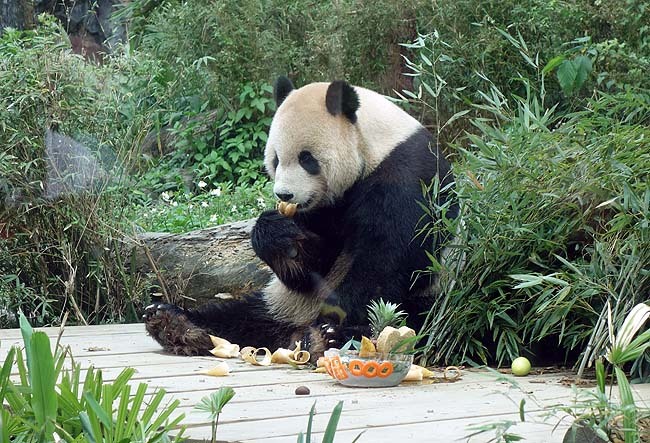 旧正月の春節は台北動物園でパンダに癒される？いや～しかしこんなに広いとは思わなかった・・・