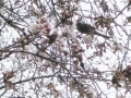 桜と鳥と