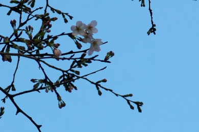 多分桜の花
