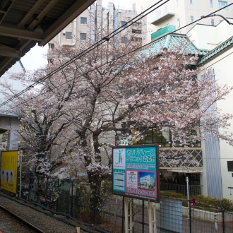 駅の横の桜