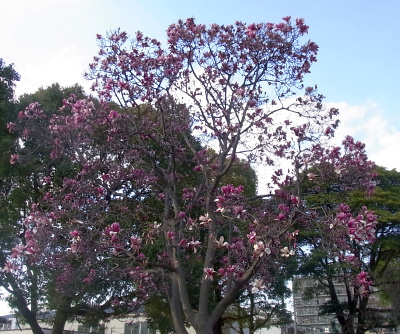 R0042257仙台掘川公園のシンボルツリーのモクレンの花_400