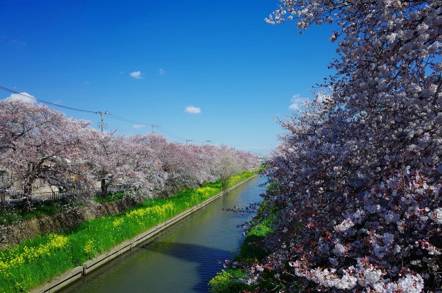 2019-04-03 平成最後の桜散策 024