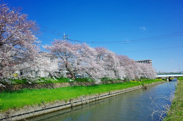 2019-04-03 平成最後の桜散策 018
