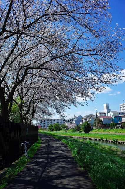 2019-04-03 平成最後の桜散策 015