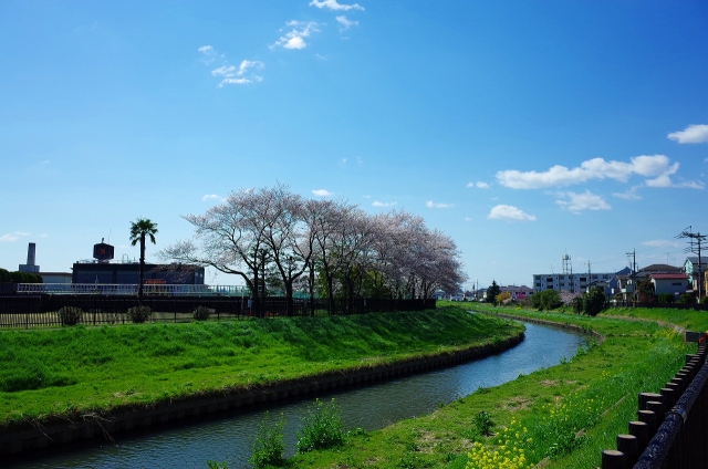 2019-04-03 平成最後の桜散策 012