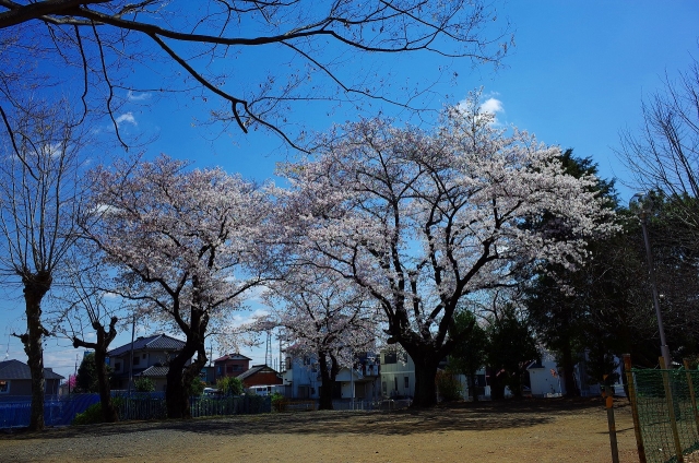 2019-04-03 平成最後の桜散策 076