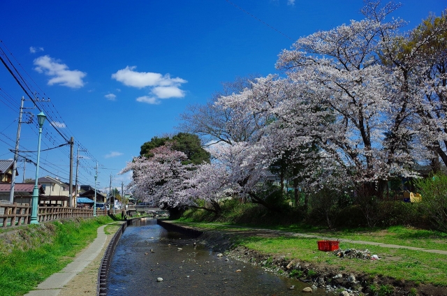2019-04-03 平成最後の桜散策 127