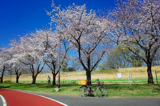 2019-04-04 川越水上公園の桜 041