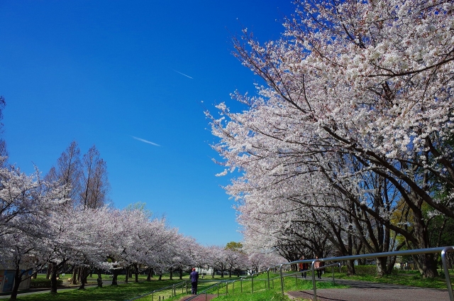 2019-04-04 川越水上公園の桜 027