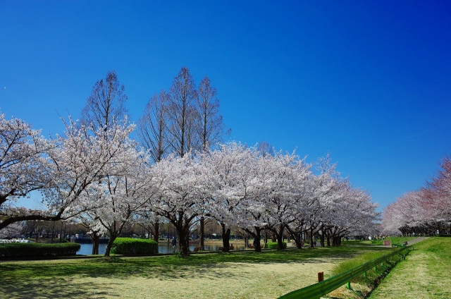 2019-04-04 川越水上公園の桜 016