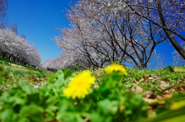 2019-04-04 川越水上公園の桜 009