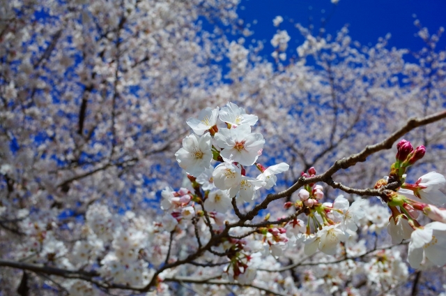 2019-04-04 川越水上公園の桜 073