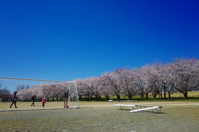 2019-04-04 川越水上公園の桜 065