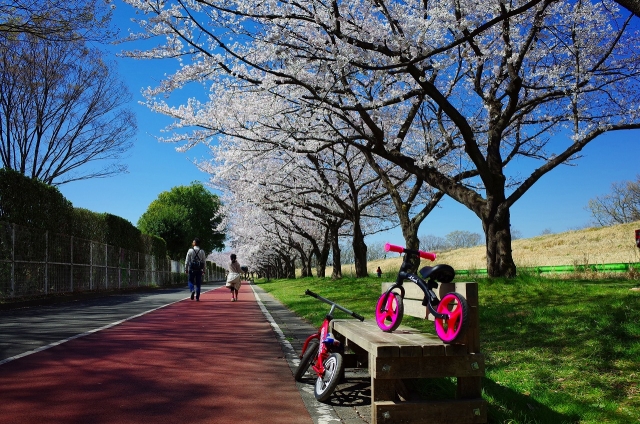 2019-04-04 川越水上公園の桜 049