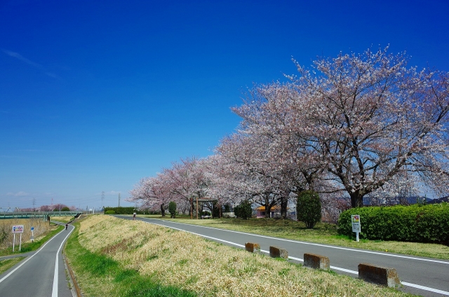 2019-04-04 川越水上公園の桜 093