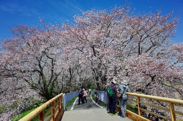 2019-04-05 吉見　さくら堤公園 002