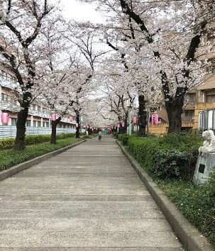 2019-03桜並木