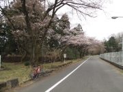 城山湖 桜 五分咲き ロードバイク