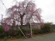 枝垂れ桜 ロードバイク
