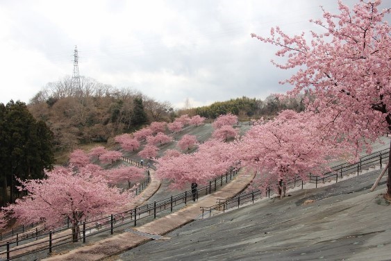 ２１世紀の森公園の河津桜