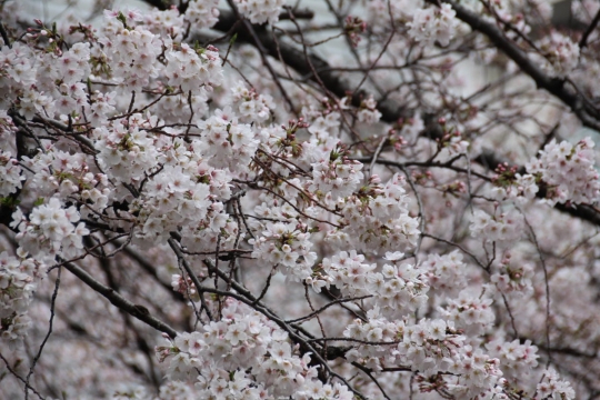 花冷えの目黒川の桜０２