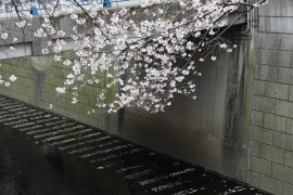 花冷えの目黒川の桜１０